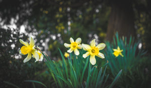Flowers: The Daffodils of Spring Bloomed!